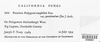 Puccinia polygoni-amphibii image